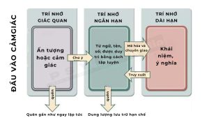 Trí nhớ ngắn hạn và trí nhớ dài hạn hoạt động