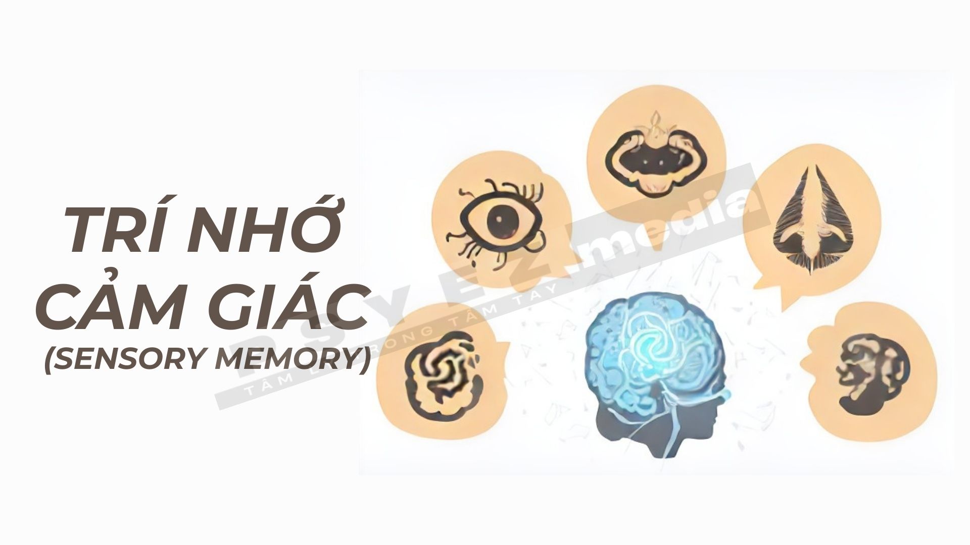 Trí nhớ cảm giác trong tâm lý học: Định nghĩa và ví dụ