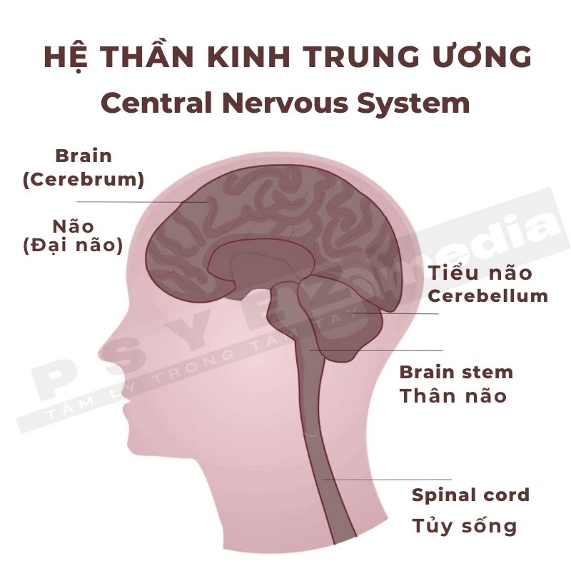 Hệ thần kinh trung ương