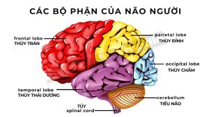 Bộ phận của não người