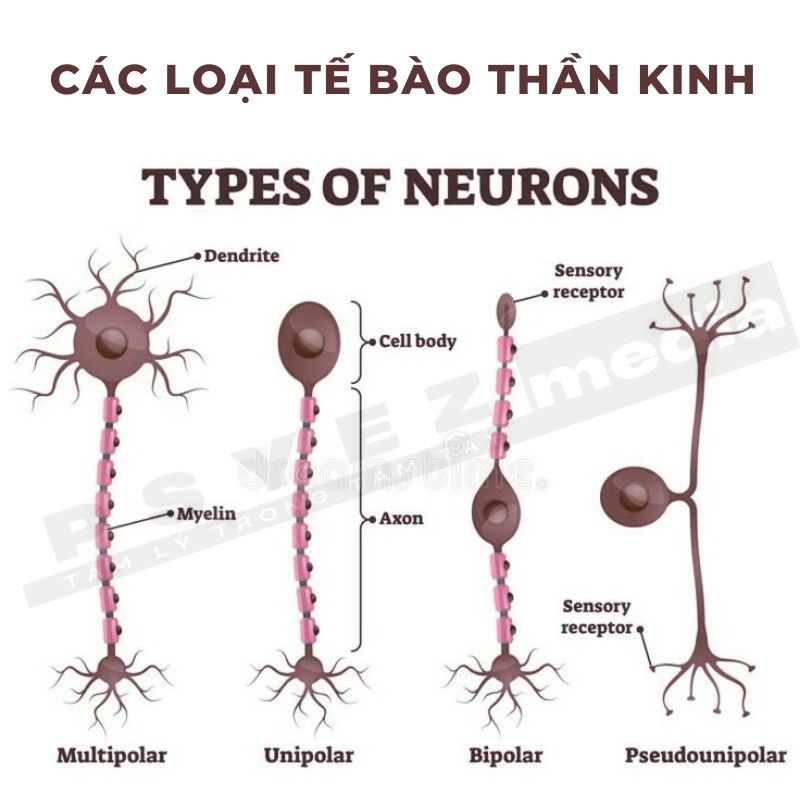 Các loại tế bào thần kinh