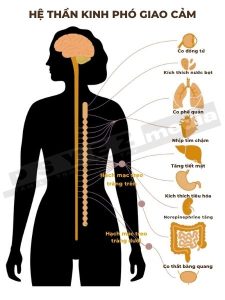 Hệ thần kinh phó giao cảm