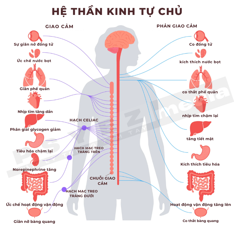 Hệ thần kinh tự chủ