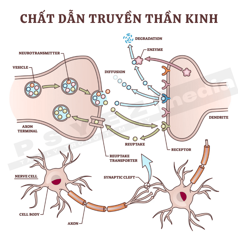 chất dẫn truyền thần kinh