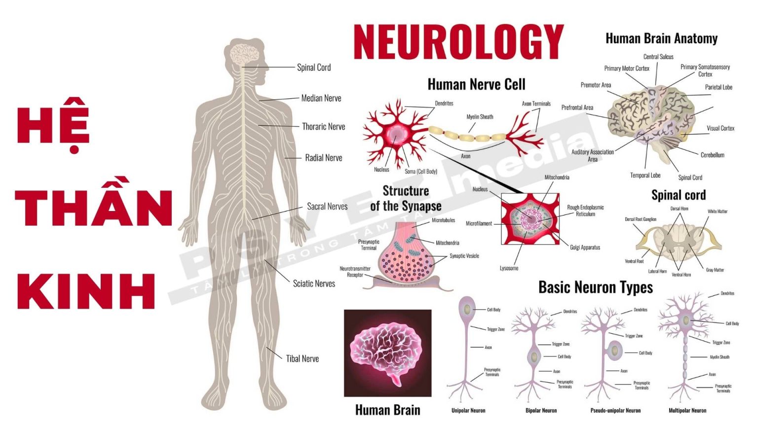 Kin H Khoa học thần kinh trong tâm lý học nhận thức