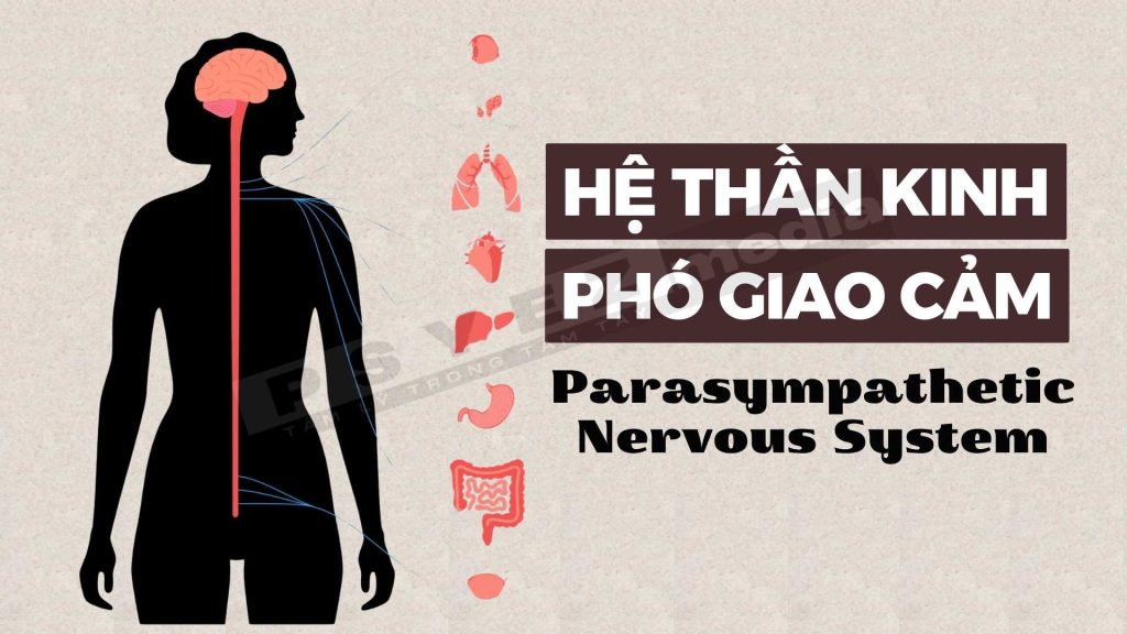 Kin H Hệ thần kinh tự chủ (ANS): Nó hoạt động như thế nào?