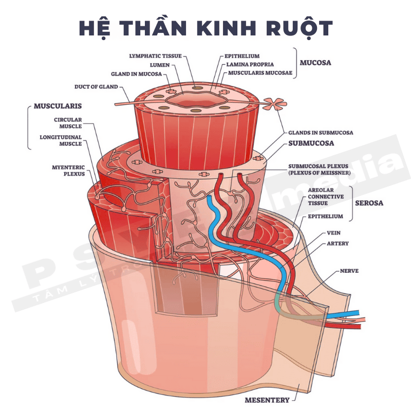 Hệ thần kinh ruột
