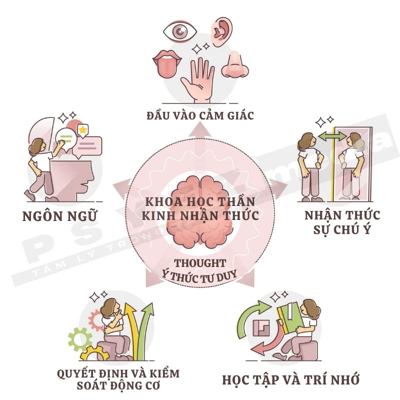 Khoa học thần kinh nhận thức