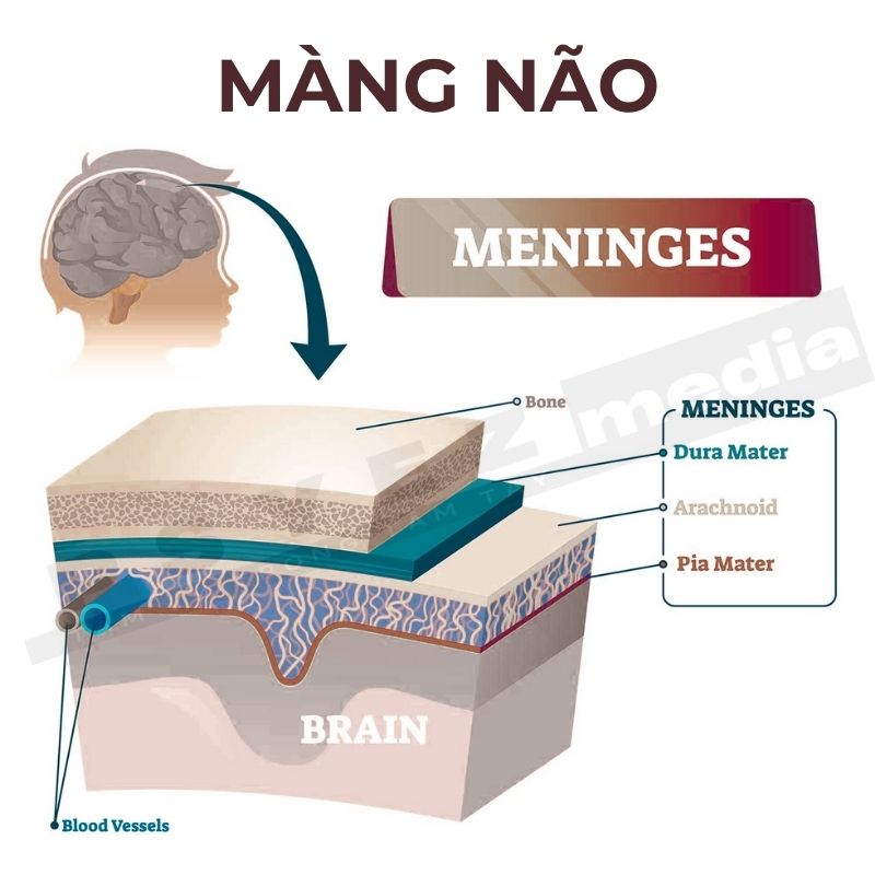 Màng não