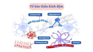 Tế bào thần kinh đệm