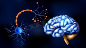 Tế bào thần kinh (Neuron)