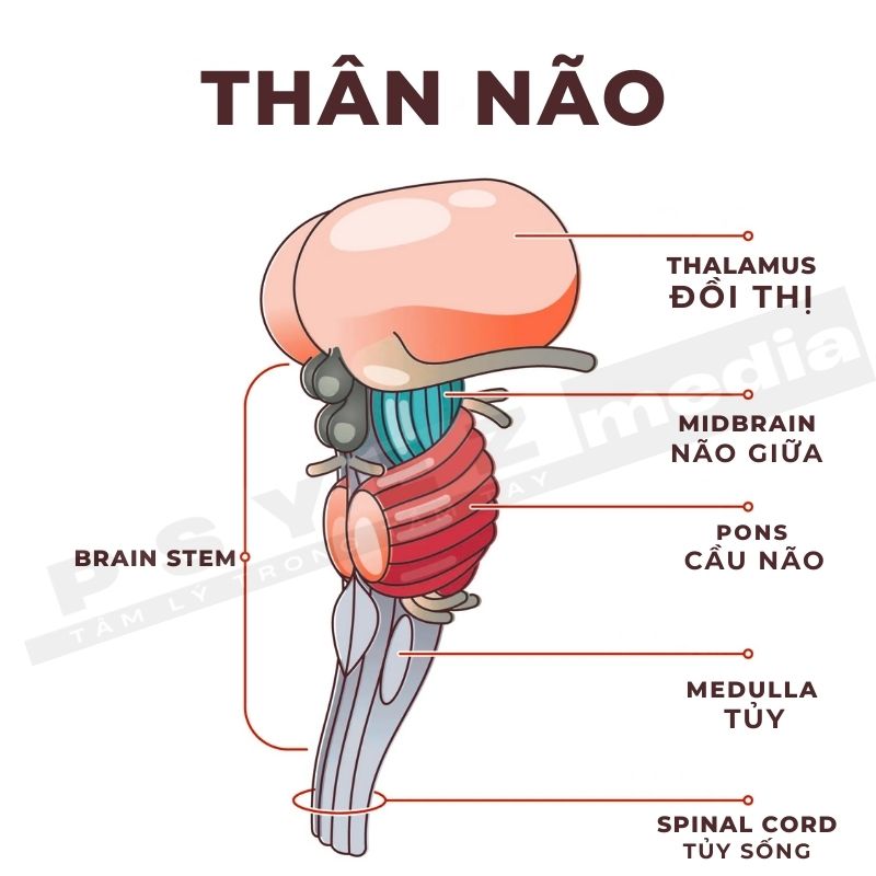 Thân não