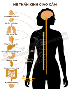 Hệ thần kinh giao cảm (SNS)