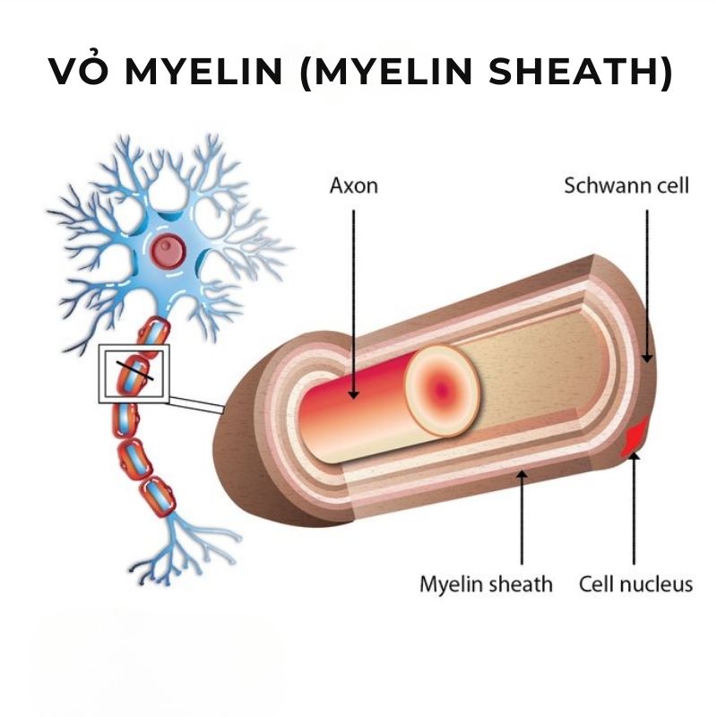 Vỏ myelin