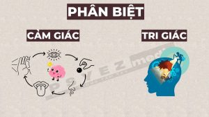 Phân biệt cảm giác và tri giác